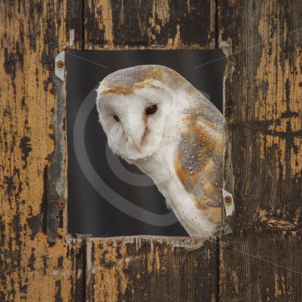 Barn owl peeking from a stable - Nature Stock Photo Agency