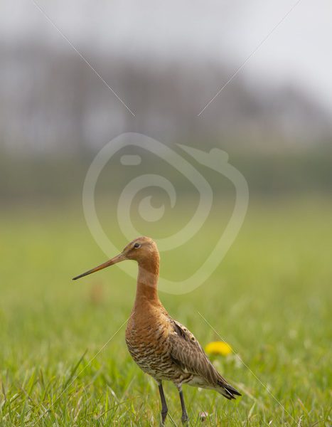 Black tailed godwit in the meadow - Nature Stock Photo Agency