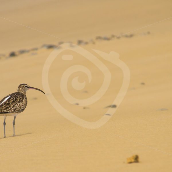 Curlew in the dunes - Nature Stock Photo Agency