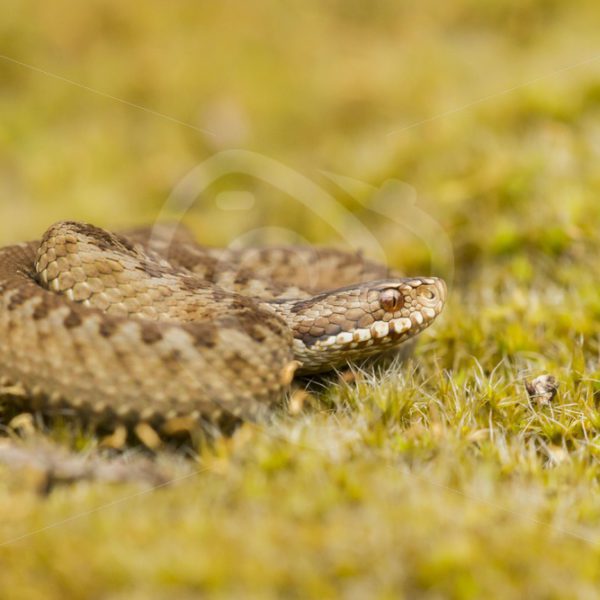 European viper in close up - Nature Stock Photo Agency
