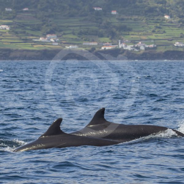 False killer whales passing by - Nature Stock Photo Agency
