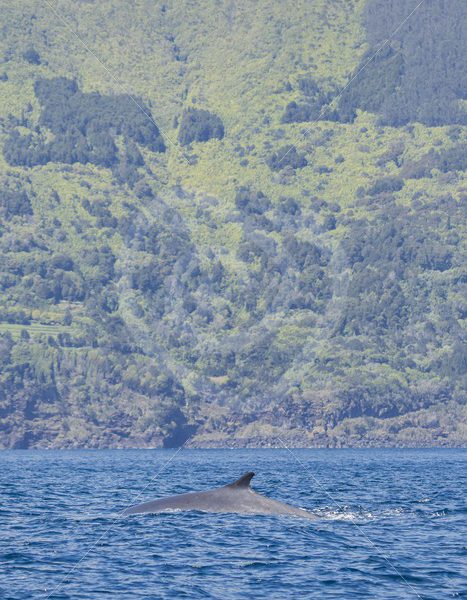 Fin whale in front of the coast of Pico - Nature Stock Photo Agency