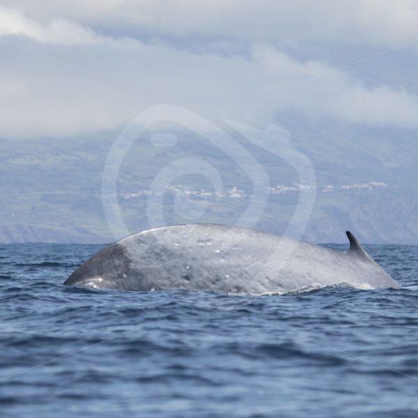 Finwhale diving near shore - Nature Stock Photo Agency