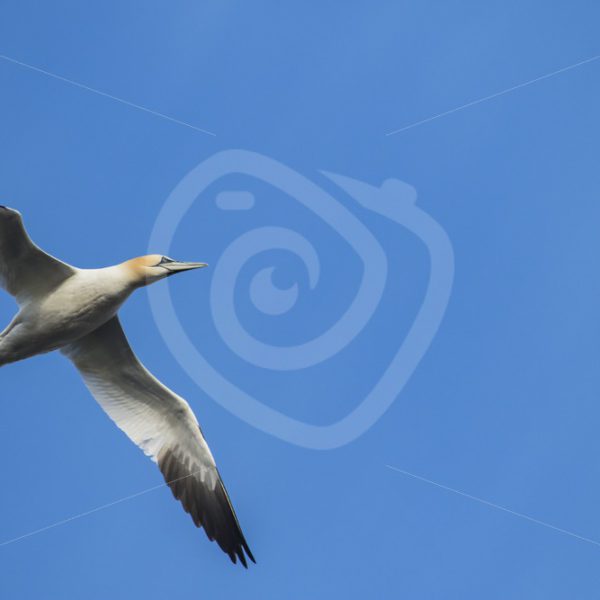 Gannet flying over - Nature Stock Photo Agency
