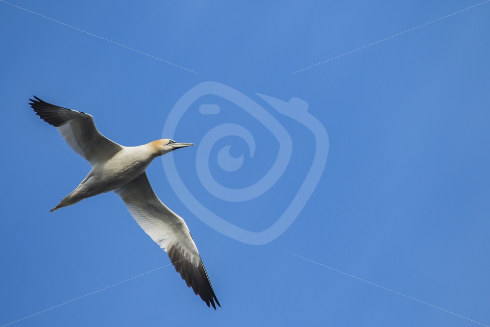 Gannet flying over - Nature Stock Photo Agency