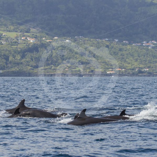 Group of false killer whales - Nature Stock Photo Agency