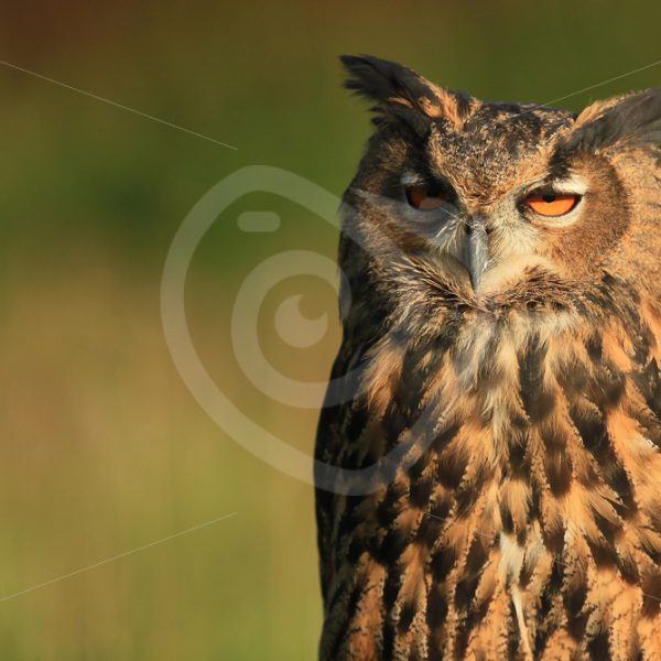 Juvenile Eurasian eagle-owl - Nature Stock Photo Agency
