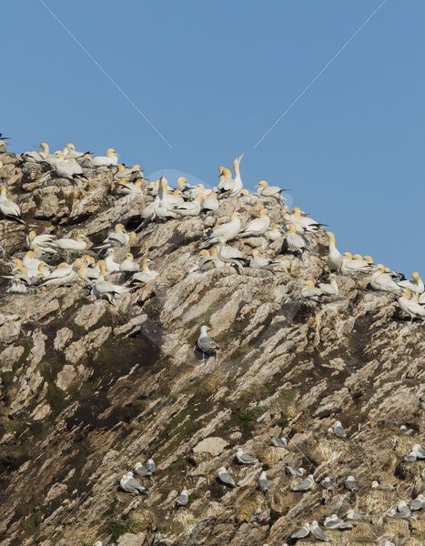 Nestling gannets on Bleik birdisland - Nature Stock Photo Agency