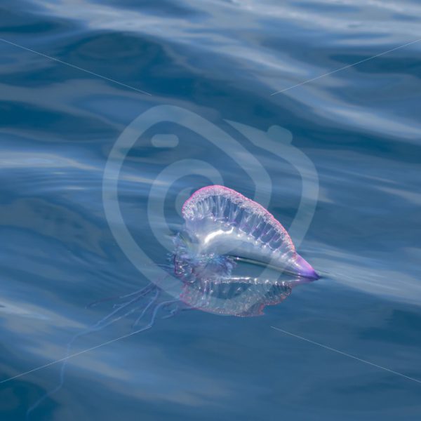 Portuguese man o war with tentacle view - Nature Stock Photo Agency