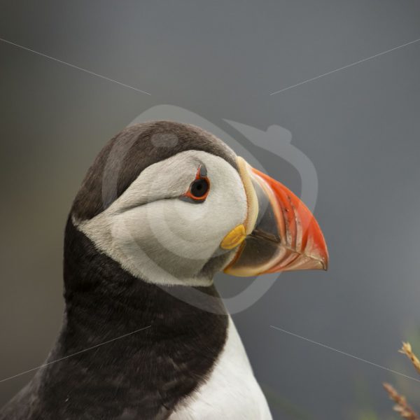 Puffin close up - Nature Stock Photo Agency