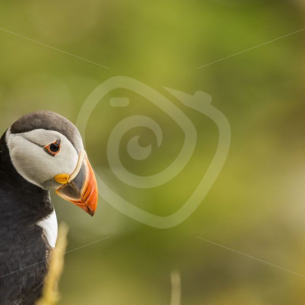 Puffin near Sumburgh Shetland - Nature Stock Photo Agency