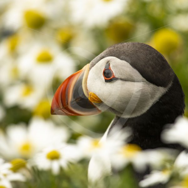 Puffin portrait between the flowers - Nature Stock Photo Agency