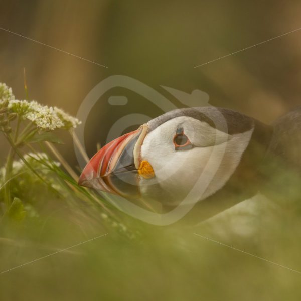 Puffin through the grass and flowers - Nature Stock Photo Agency