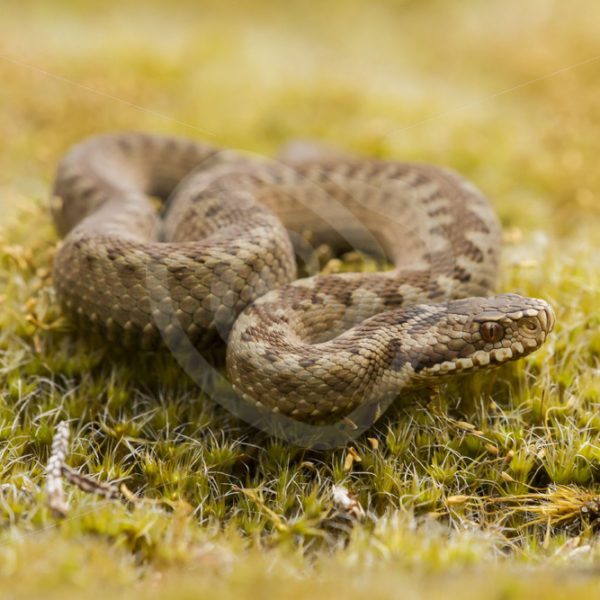Retracted European viper - Nature Stock Photo Agency