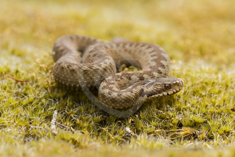 Retracted European viper - Nature Stock Photo Agency