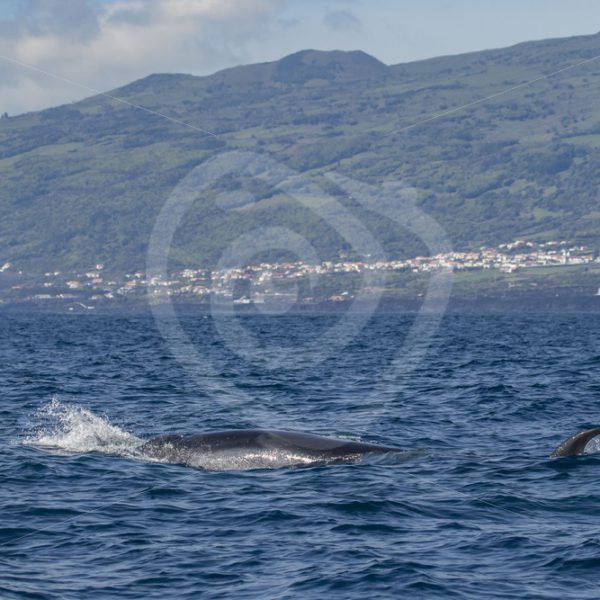 Sei whale in th Azores - Nature Stock Photo Agency