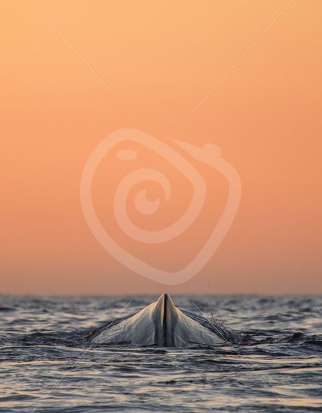 Spermwhale spine during a dive - Nature Stock Photo Agency