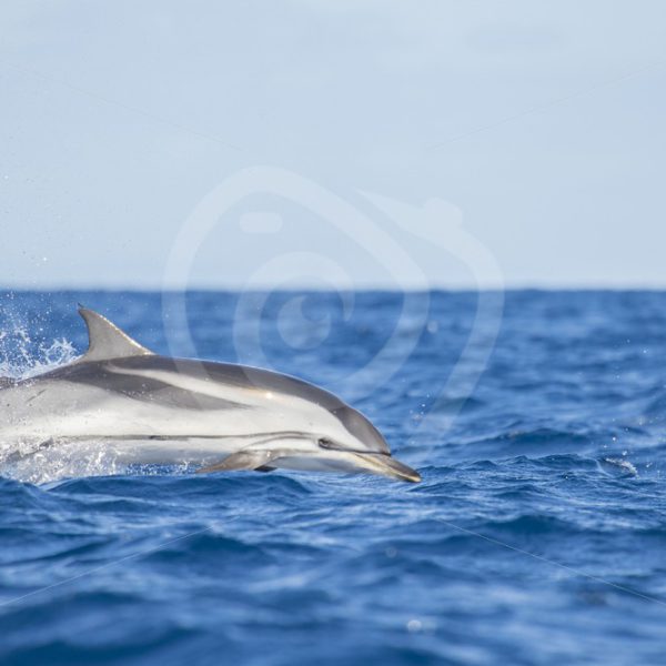 Striped dolphin jumping out of the waves - Nature Stock Photo Agency