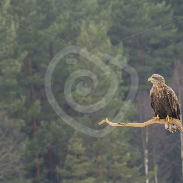 White-tailed eagle on a branch - Nature Stock Photo Agency