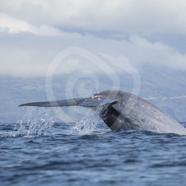 Beautiful fluke of a blue whale - Nature Stock Photo Agency