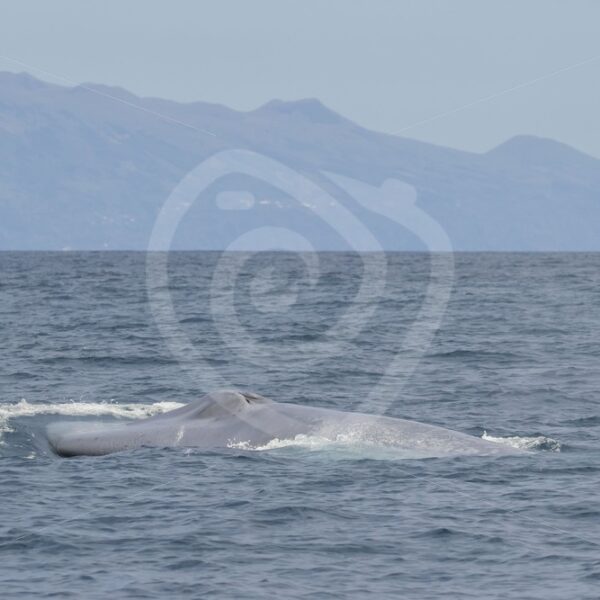 Blue whale coming to the surface for breathing - Nature Stock Photo Agency