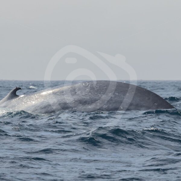 Blue whale diving with dorsal fin - Nature Stock Photo Agency