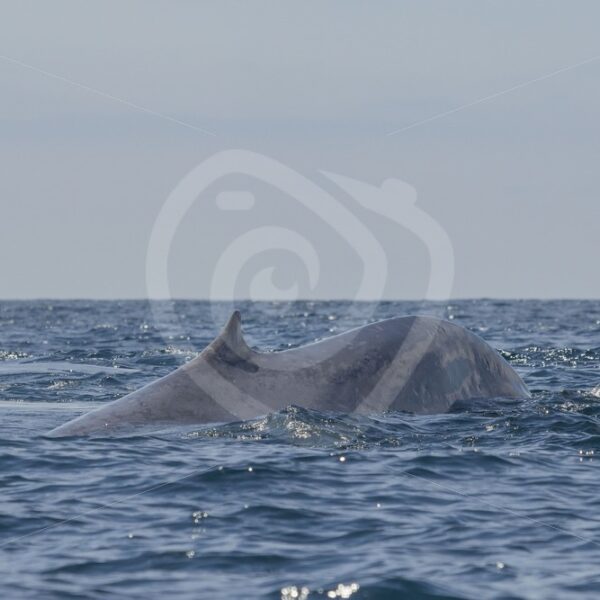 Blue whale dorsal fin - Nature Stock Photo Agency