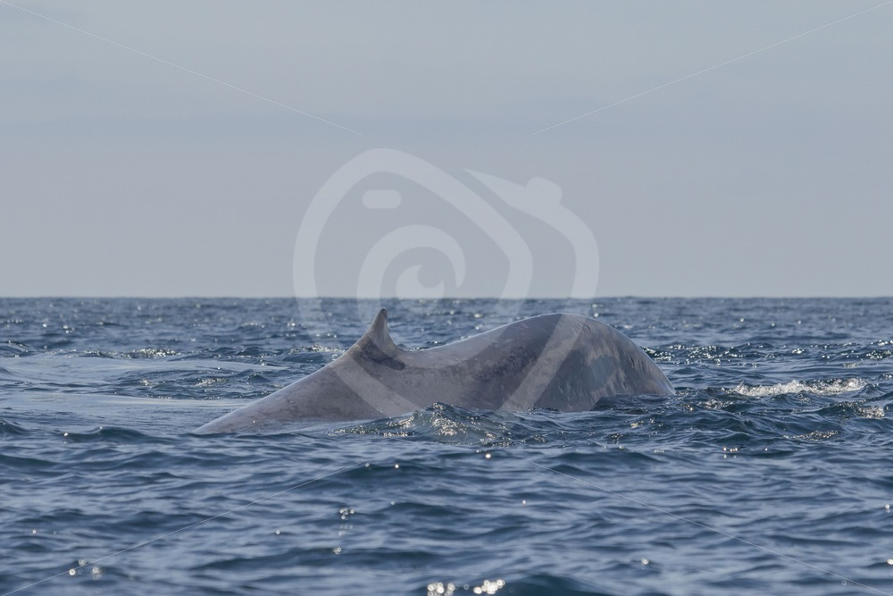Blue whale dorsal fin - Nature Stock Photo Agency Blue whale dorsal fin - Nature Stock Photo Agency