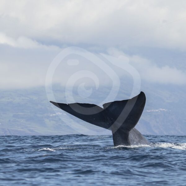 Blue whale fluke right before the dive - Nature Stock Photo Agency