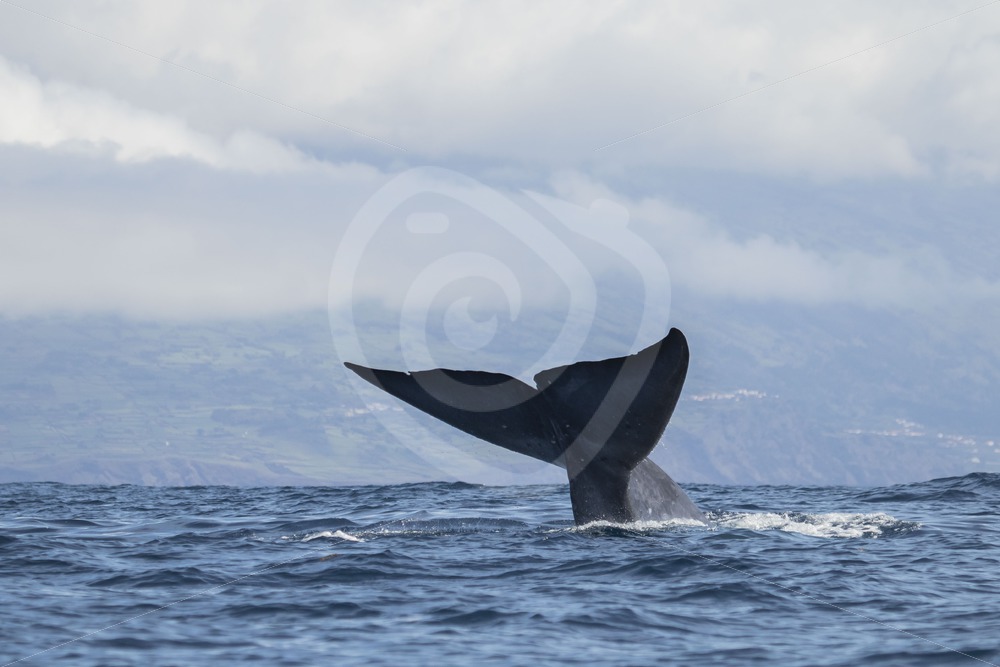 Blue whale fluke right before the dive - Nature Stock Photo Agency Blue whale fluke right before the dive - Nature Stock Photo Agency