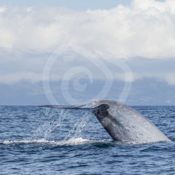 Blue whale fluking - Nature Stock Photo Agency