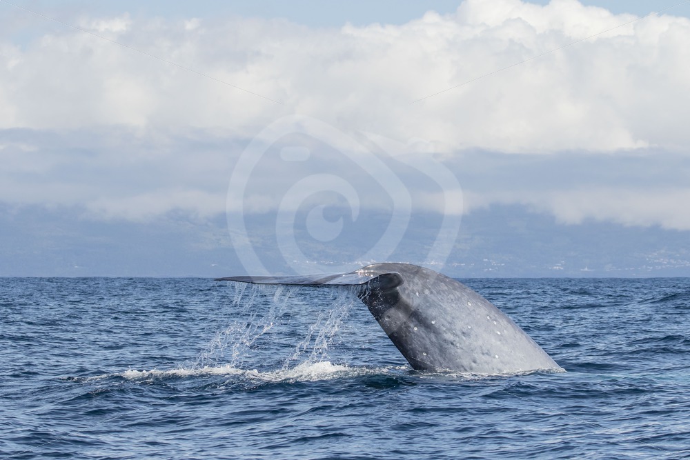 Blue whale fluking - Nature Stock Photo Agency
