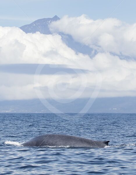 Blue whale in front of mount Pico - Nature Stock Photo Agency