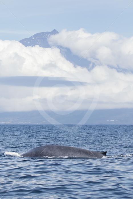 Blue whale in front of mount Pico - Nature Stock Photo Agency