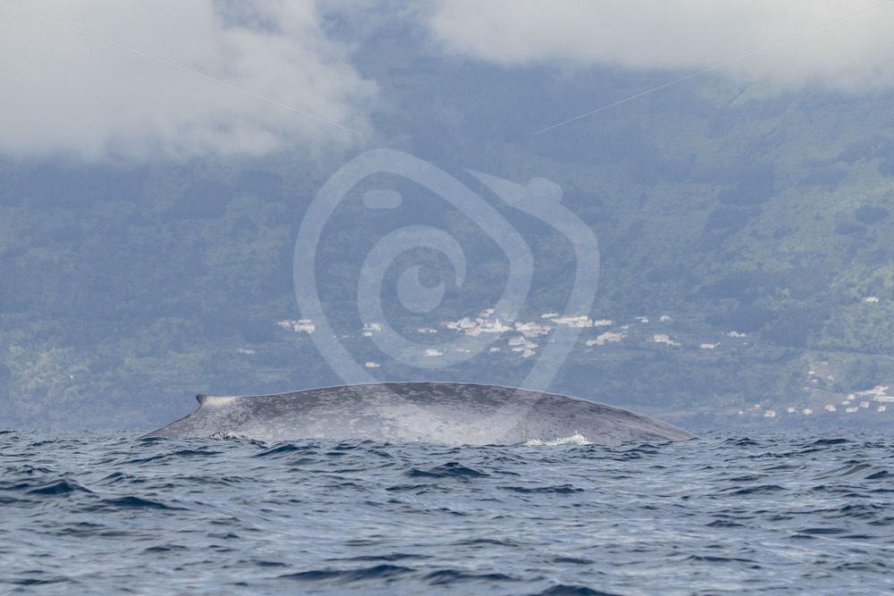 Blue whale in front of Pico island, Azores - Nature Stock Photo Agency Blue whale in front of Pico island, Azores - Nature Stock Photo Agency