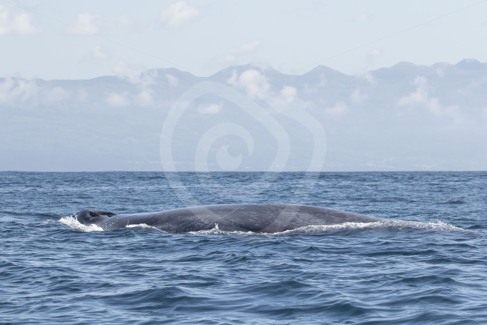 Blue whale on the surface with its breathing holes - Nature Stock Photo Agency Blue whale on the surface with its breathing holes - Nature Stock Photo Agency