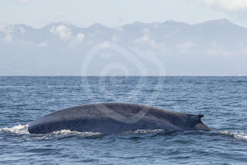 Blue whale side while diving - Nature Stock Photo Agency