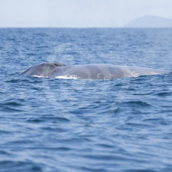 Blue whale taking a breath in front of Pico - Nature Stock Photo Agency