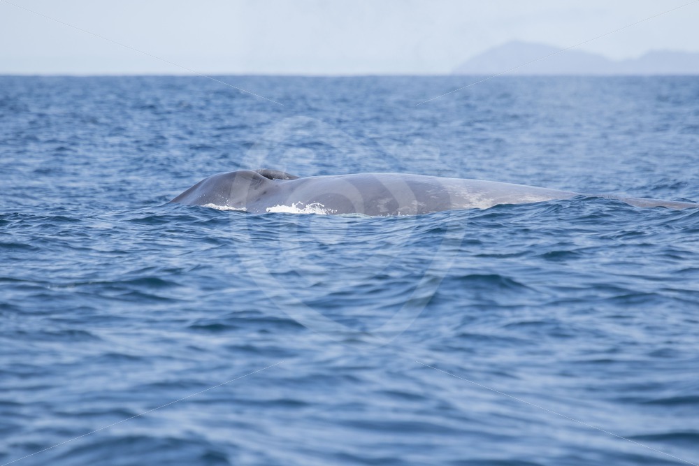 Blue whale taking a breath in front of Pico - Nature Stock Photo Agency Blue whale taking a breath in front of Pico - Nature Stock Photo Agency