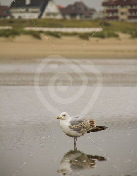 European herring gull on a Belgian beach - Nature Stock Photo Agency