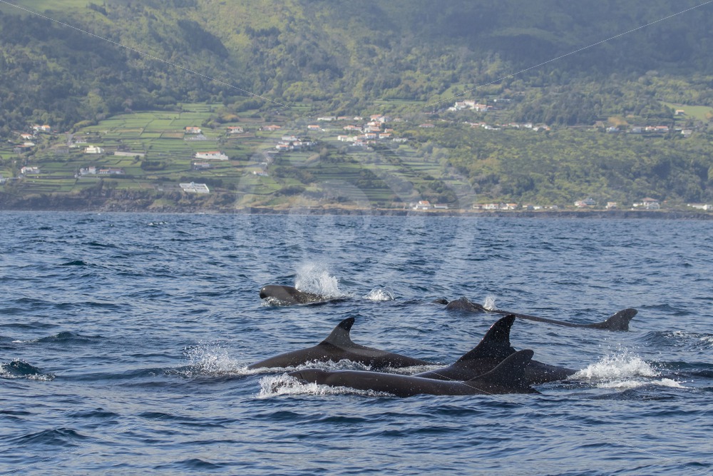False killer whale group near Pico - Nature Stock Photo Agency
