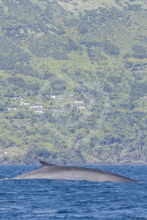 Fin whale in front of the coast - Nature Stock Photo Agency