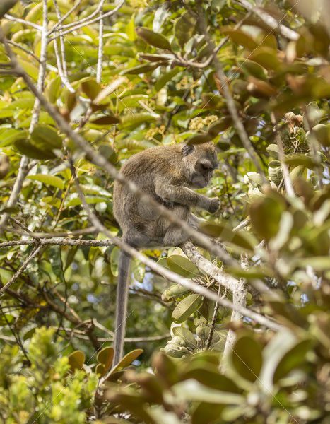 Adult long-tailed macaque in a tree - Nature Stock Photo Agency
