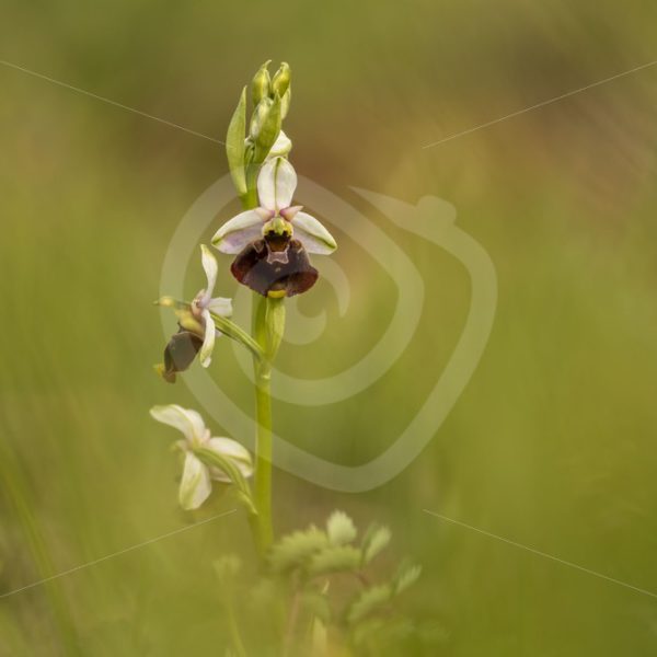 Bee orchid in a meadow in the South of Belgium - Nature Stock Photo Agency