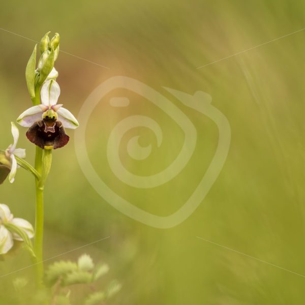 Bee orchid portrait - Nature Stock Photo Agency
