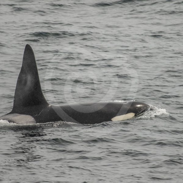 Big killer whale male in Shetland - Nature Stock Photo Agency