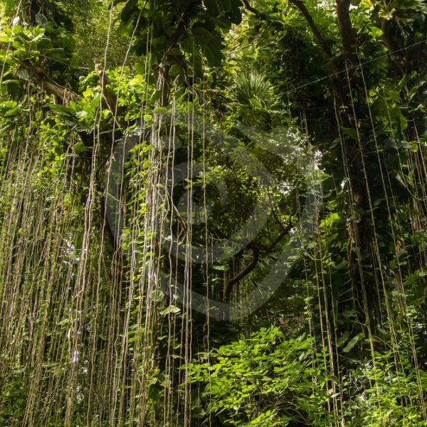 Black River Gorge in Mauritius - Nature Stock Photo Agency