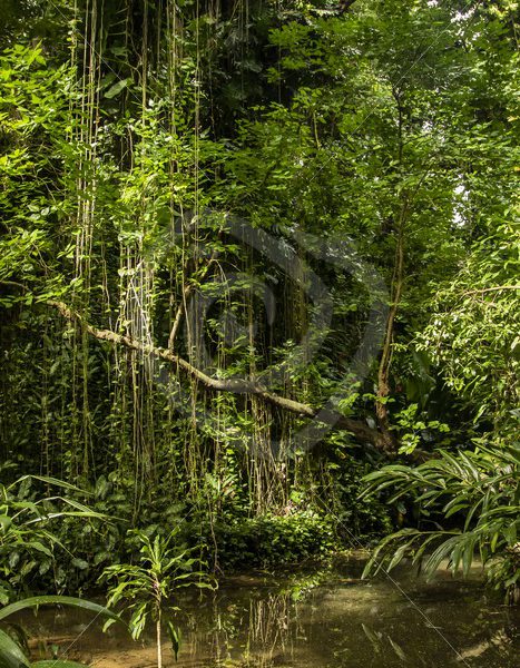 Black River Gorge rainforest - Nature Stock Photo Agency