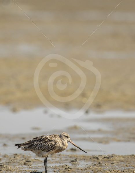 Black-tailed godwit on Dutch beach - Nature Stock Photo Agency