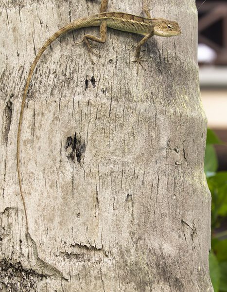 Bloodsucker lizard on a tree branch - Nature Stock Photo Agency